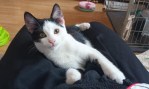 Franz (6)